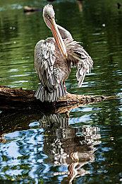 科幻二战题材银河恶魔城新作《WOLFHOUND》公布